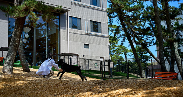 屋外のドッグラン