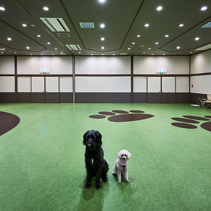 屋内ドッグラン