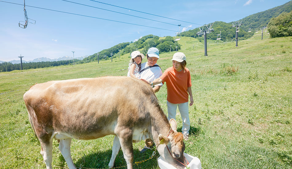 白馬乗鞍ゲレンデ牧場